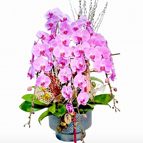 COR28 台灣特級龍蘭